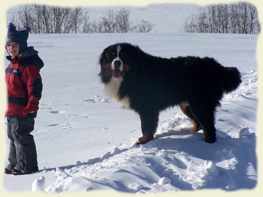 Bouvier Bernois - Bernese Mountain Dog -Georges