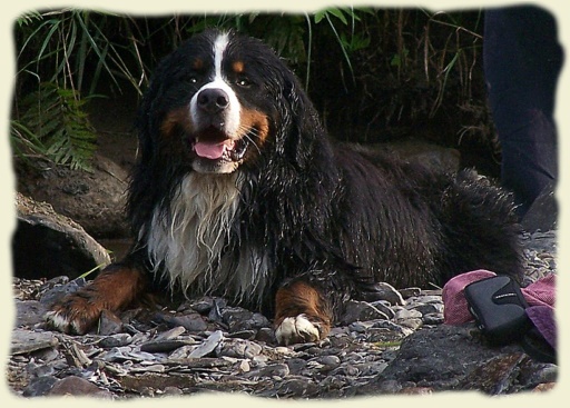 Bouvier Bernois - Bernese Mountain Dog -Georges