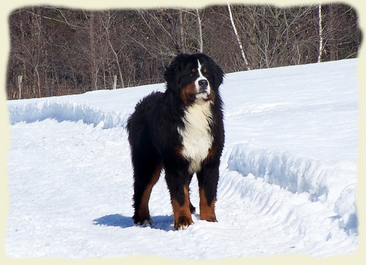 Bouvier Bernois - Bernese Mountain Dog - Georges