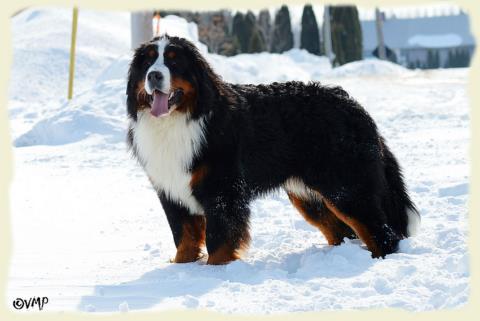 Bouvier Bernois - Bernese Mountain Dog - Prince