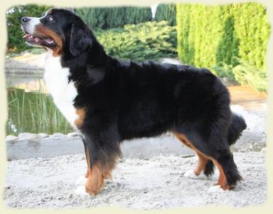 Bouvier Bernois - Bernese Mountain Dog 