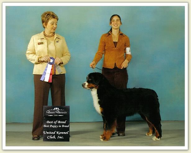 Bouvier Bernois - Bernese Mountain Dog - Eulis