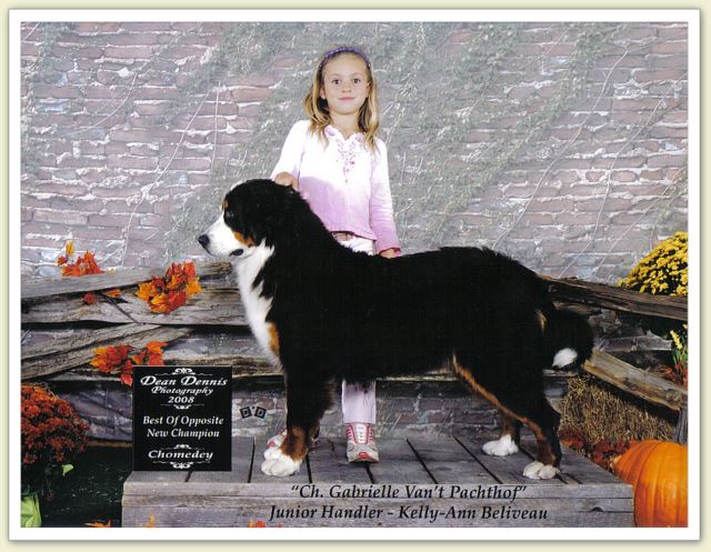 Degrasso bernese hot sale