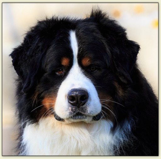 Bouvier Bernois - Bernese Mountain Dog