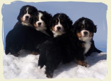 Chiot Bouvier Bernois en adoption - Bernese Mountain dog puppies for adoption