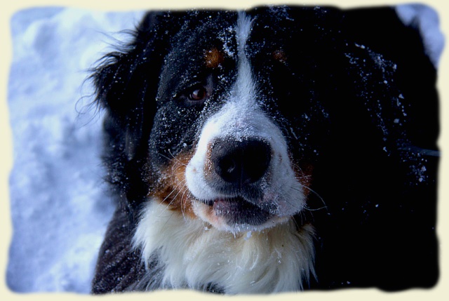 Bouvier Bernois - Bernese Mountain Dog -Prince