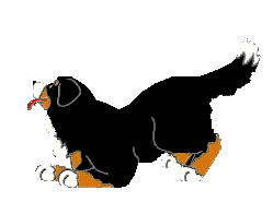 Bouvier Bernois - Bernese Mountain Dog