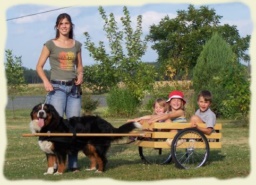 Bouvier Bernois en charette - Bernese Mountain Dog